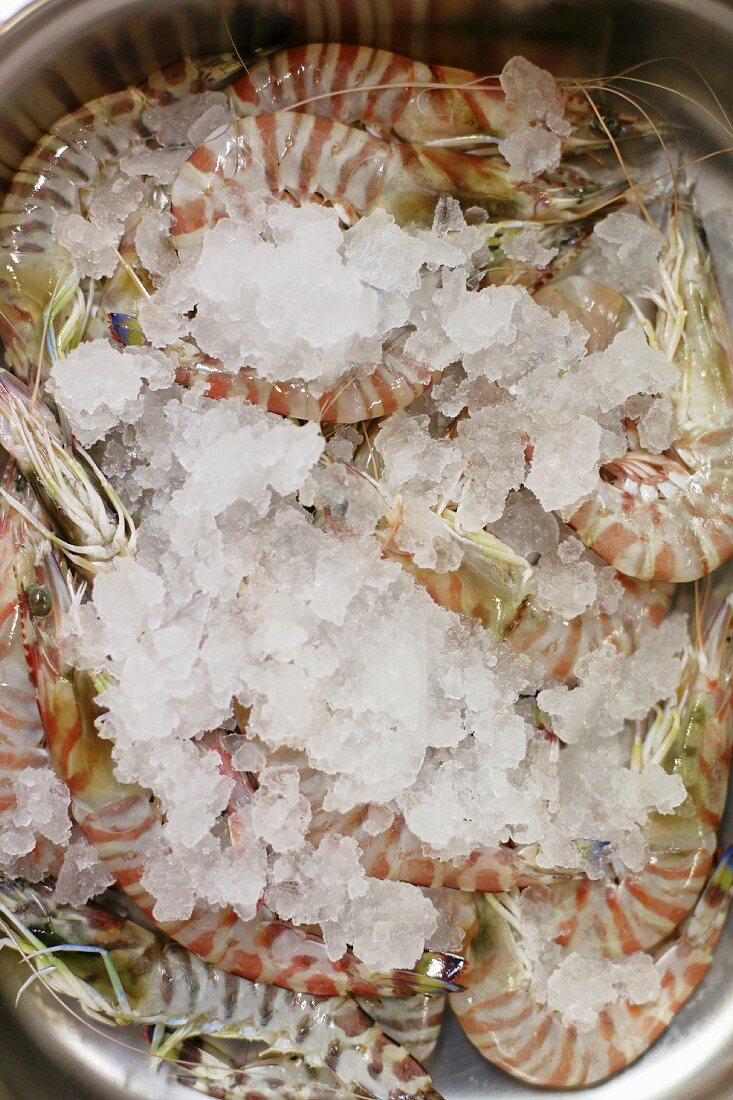 Fresh king prawns with ice