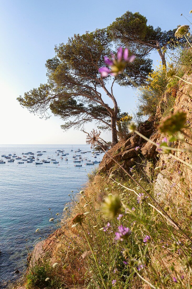 A view from Llafranch of the Mediterranean, Empordà, Catalonia, Spain