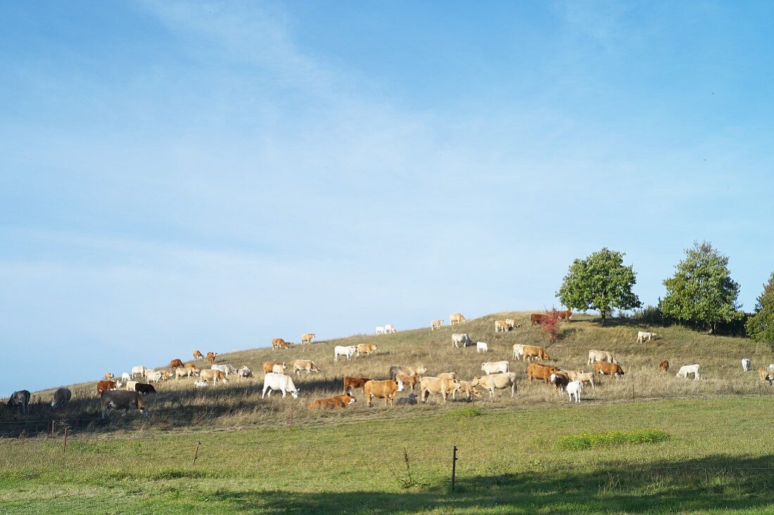 Kühe auf der Weide bei Grieben auf der Insel Hiddensee, Mecklenburg-Vorpommern