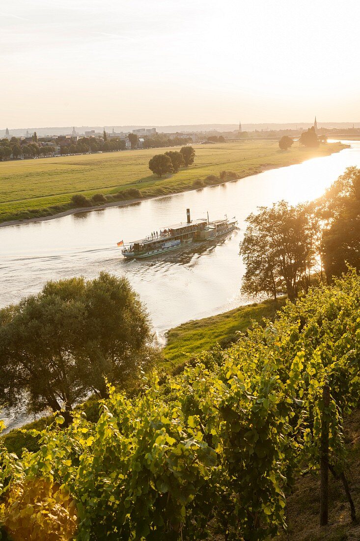 Blick vom Weinberg auf ein Dampfschiff auf der Elbe nahe Dresden