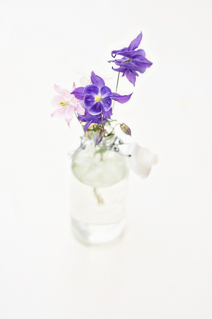 Aquilegia flowers in glass bottle