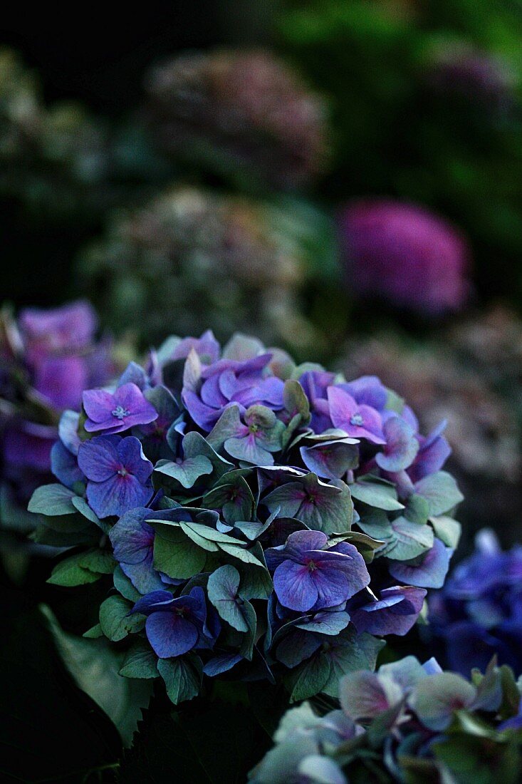 Blue hydrangea