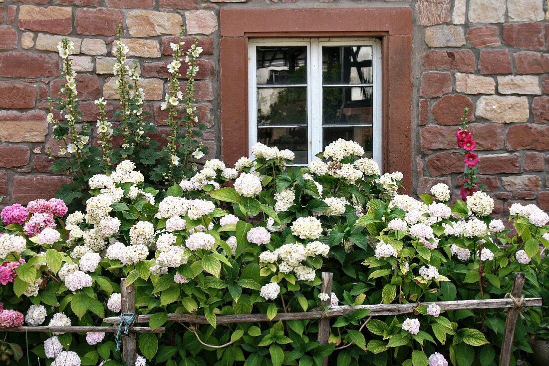 Bauernhortensien & Stockrosen vor altem Steinhaus (Elsass)