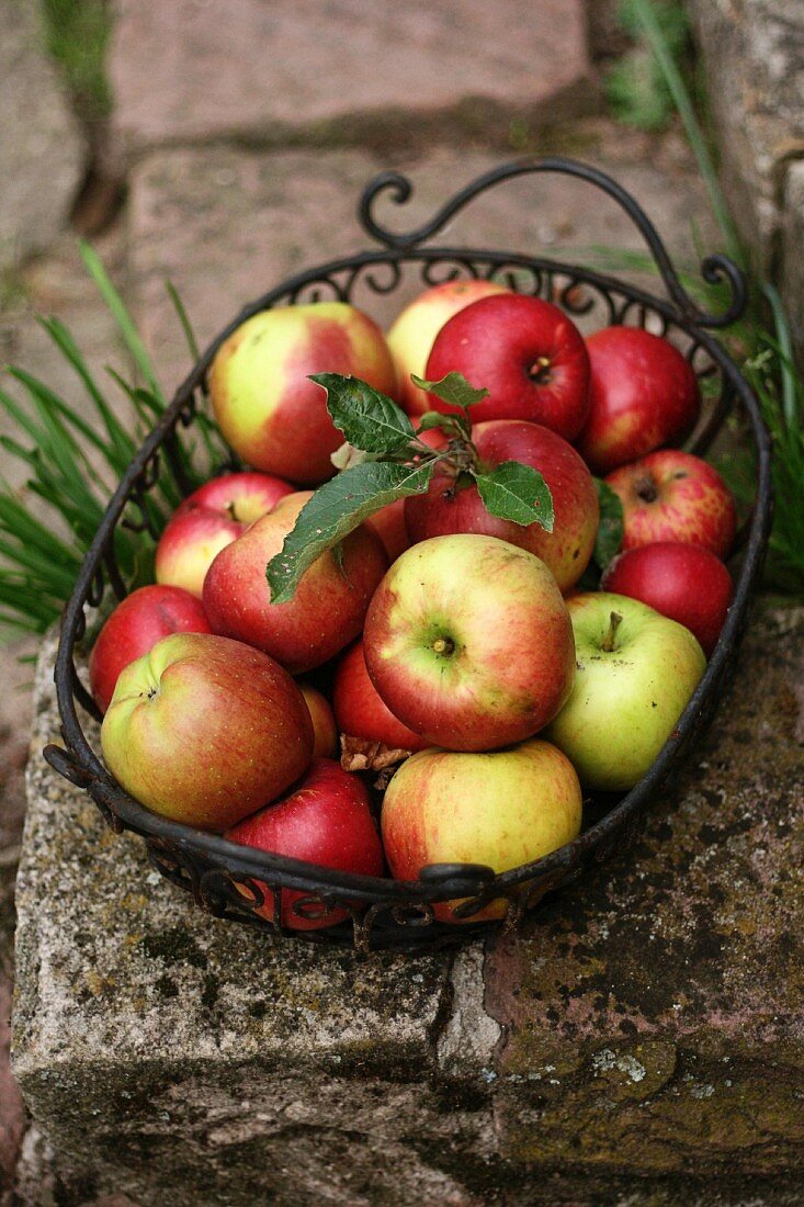 Fresh apples in a metal basket