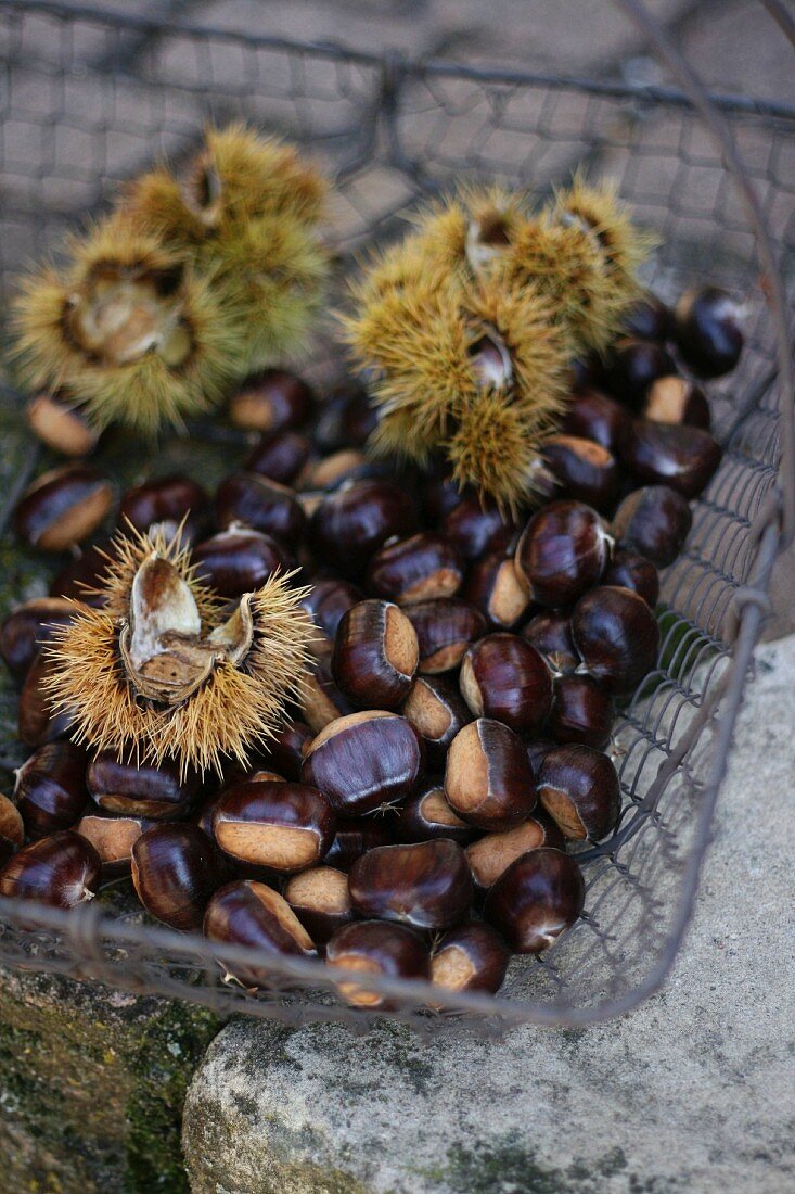 Edible chestnuts in a wire basket