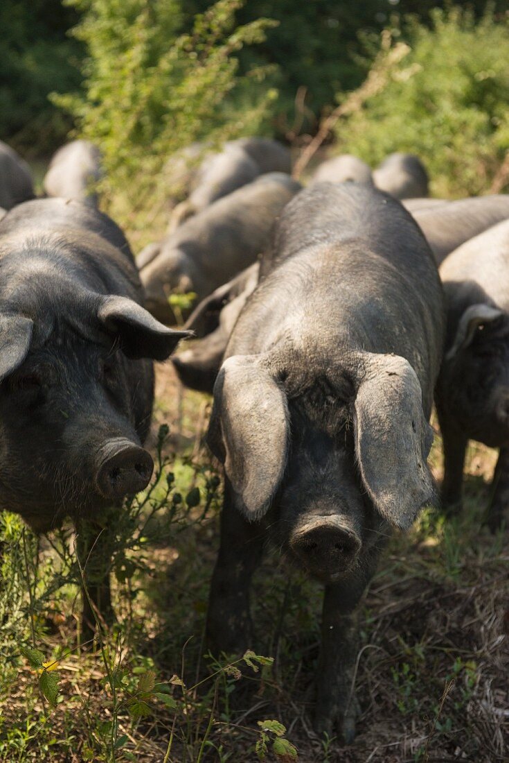 Schwarze Schweine der Emilia-Romagna