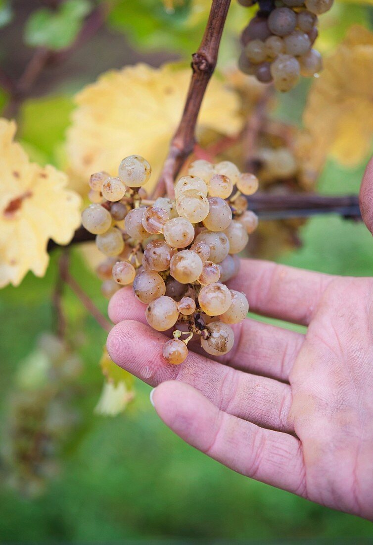 A hand holding Riesling grapes (Jülg vineyard in Schweigen, Rhineland Palatinate)