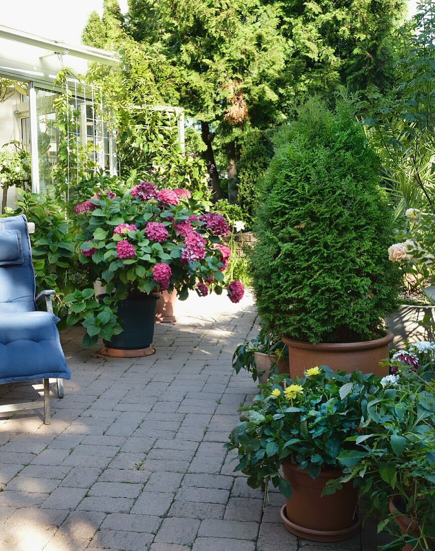 Schattiger Terrassenplatz vor Wintergarten mit blühender Hortensie, Thuja und Holzliegestuhl