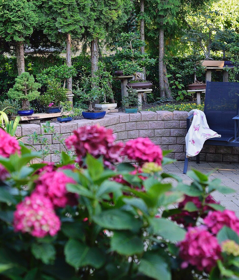 Lila Hortensie und Bonsaibäumchen auf der Terrasse