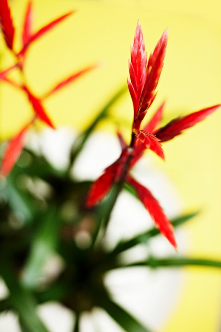 Bromeliad houseplant