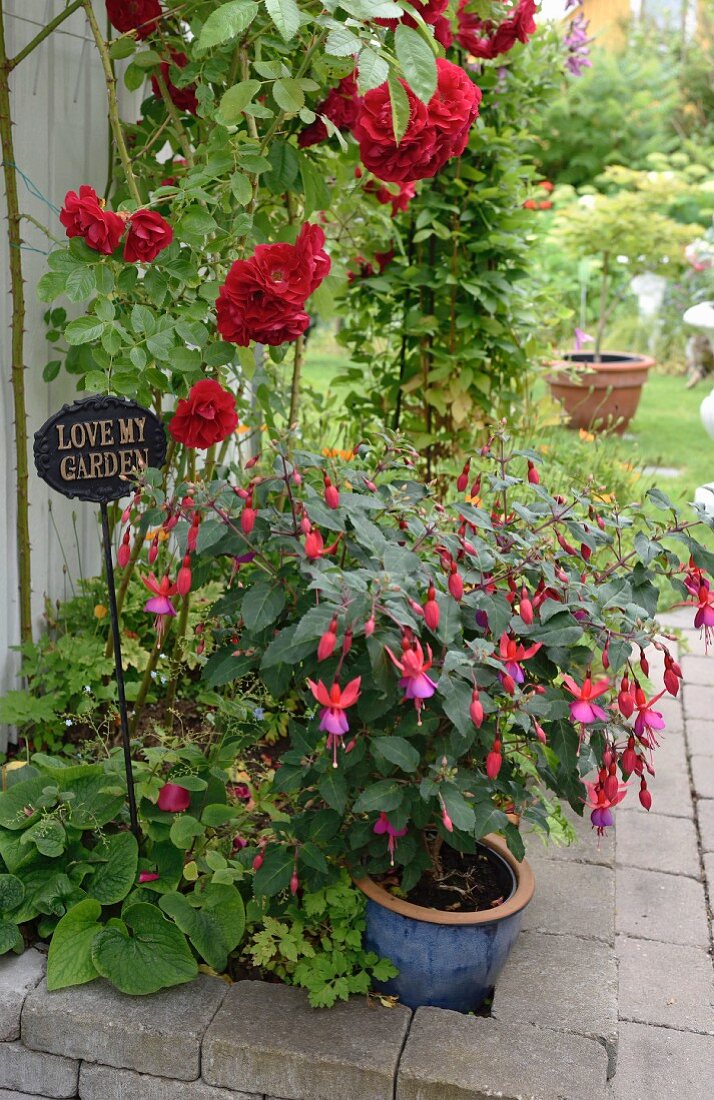 Fuchsia im Topf und dunkelrote Rosen im Beet mit Steineinfassung