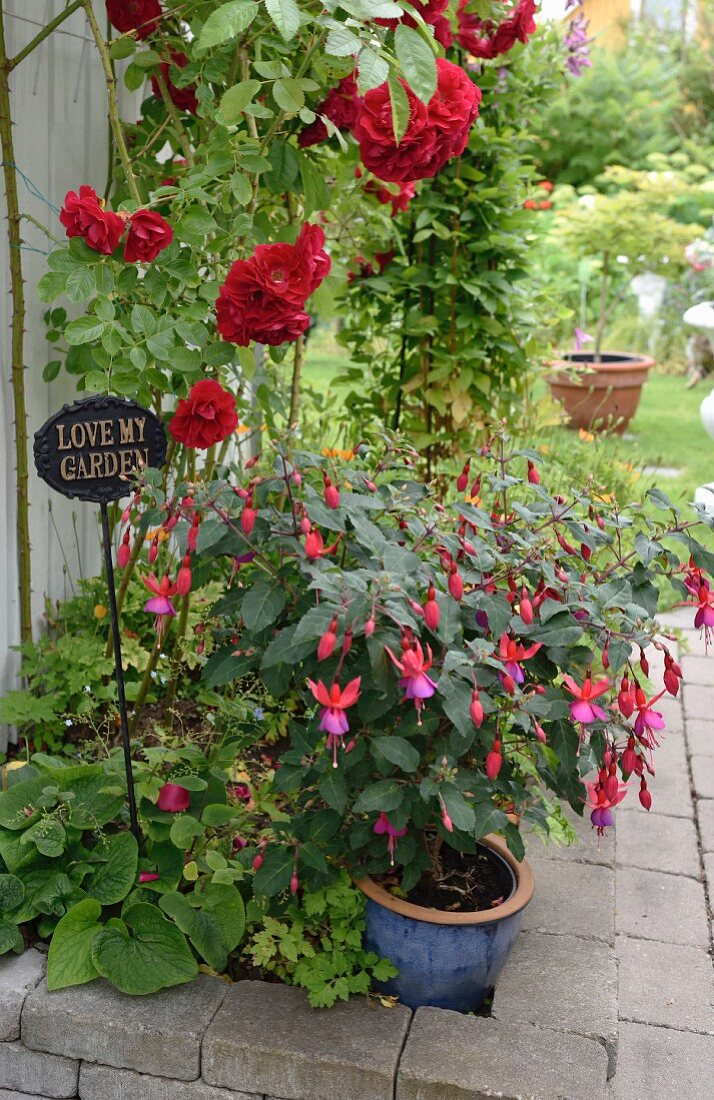 Potted fuchsia and dark red rose in bed with stone surround