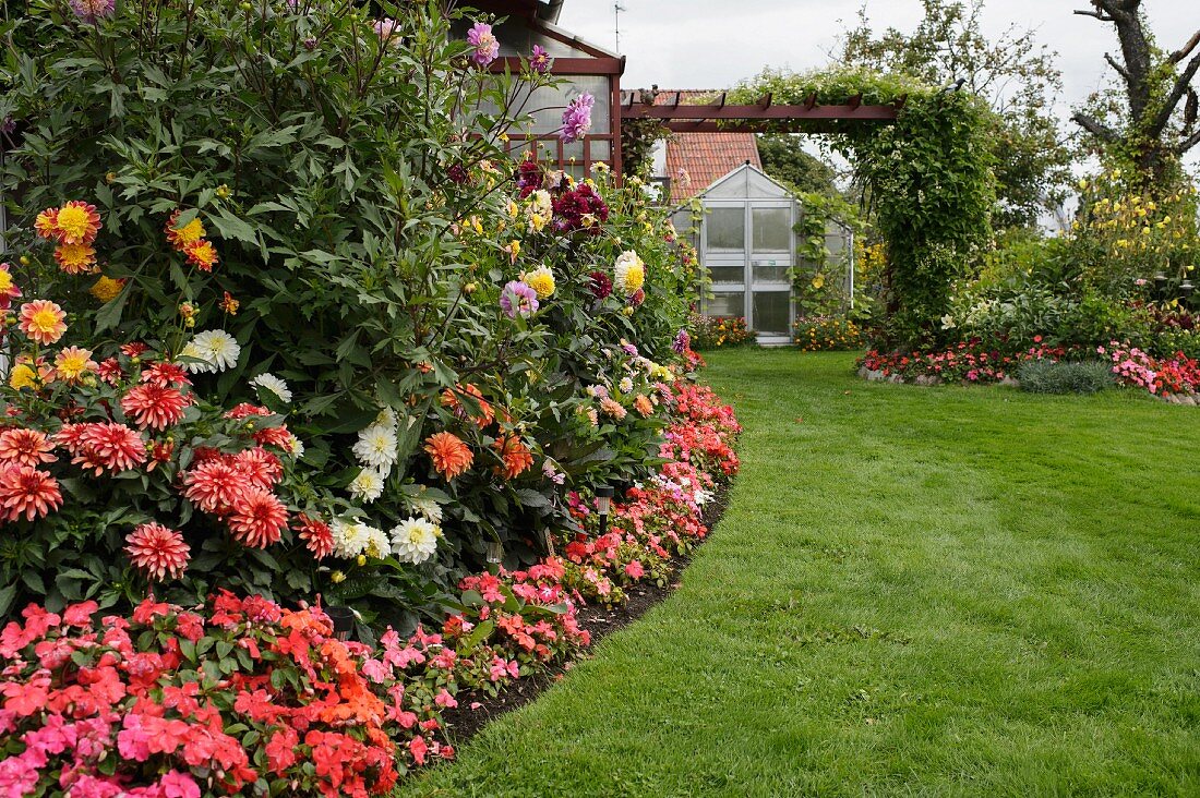 Bed of flowering dahlias in front of house and pergola