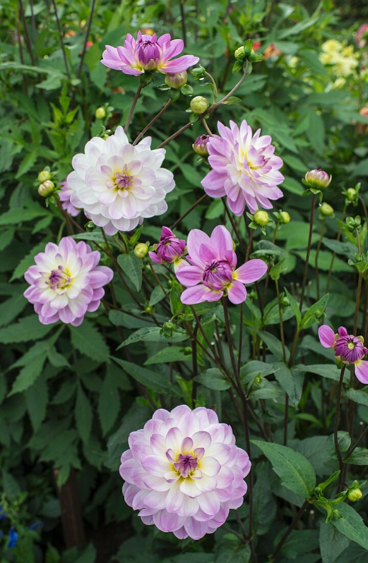 Pale lilac dahlias