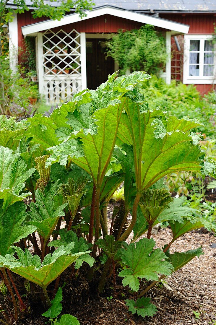 Mammutblatt (Gunnera manicata) im Garten, im Hintergrund Holzhäuschen