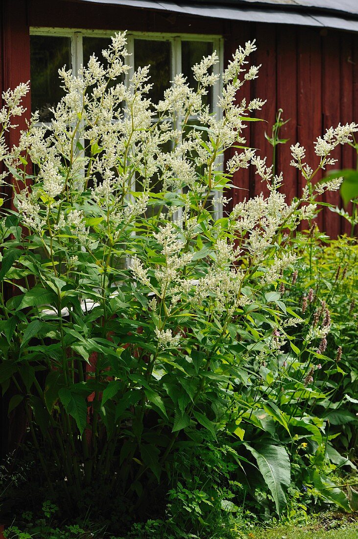 White-flowering knotweed outside wooden house