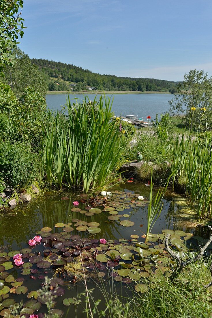 Blick über sommerlichen Gartenteich mit Seerosen auf See