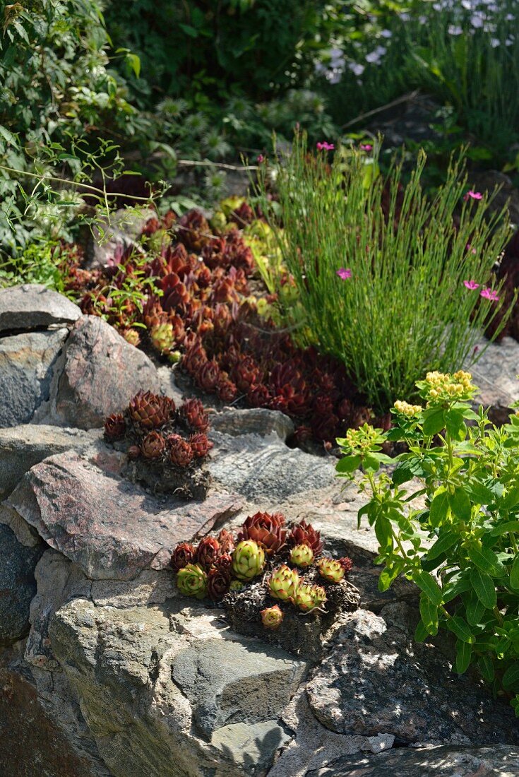 Pockets of succulents growing on boulders