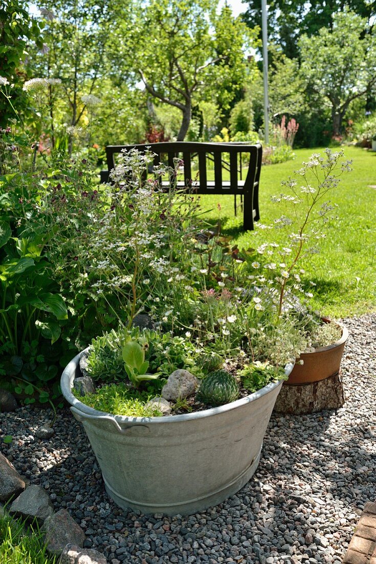 Alte Zinkwanne mit Sukkulenten und Grünpflanzen auf Kiesboden im Garten