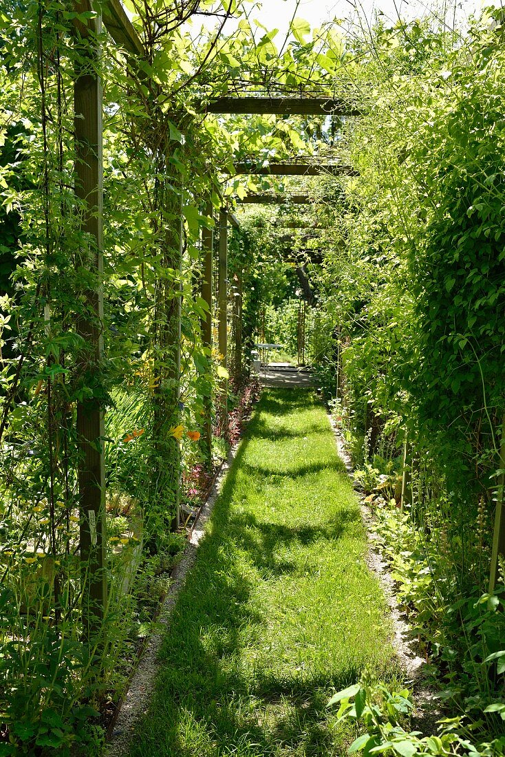 Grass pathway below climber-covered wooden trellising