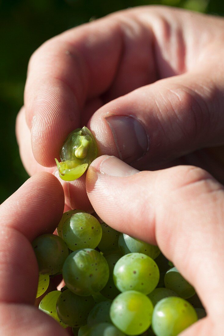 Winzer Lutz Müller prüft die Reife der Weinrebe in seinem Weinberg am Dresdner Elbhang