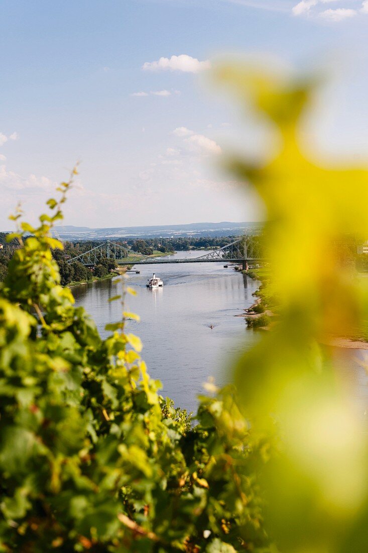 A view of Dinglingers vineyard on the River Elbe