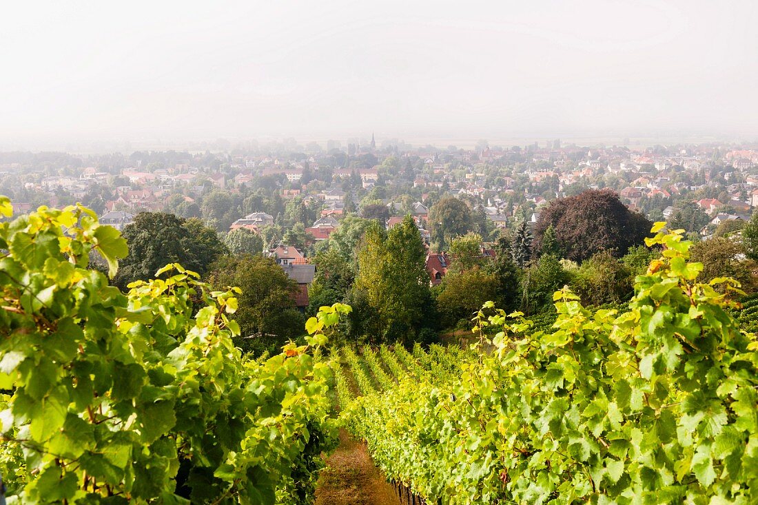 Blick vom Weingut Karl Friedrich Aust auf Radebeul, Sachsen
