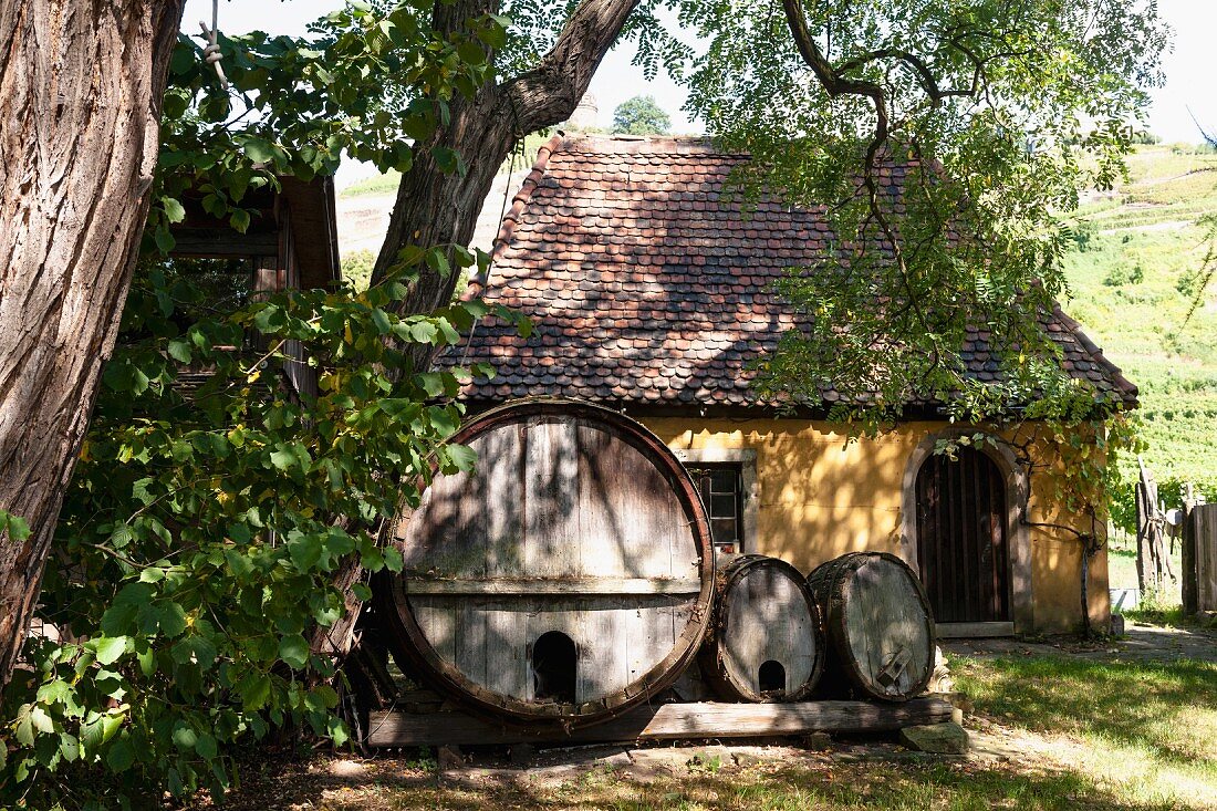 Old wine barrels at the Karl Friedrich Aust vineyard in the Radebeuler Oberlössnitz region, Saxony