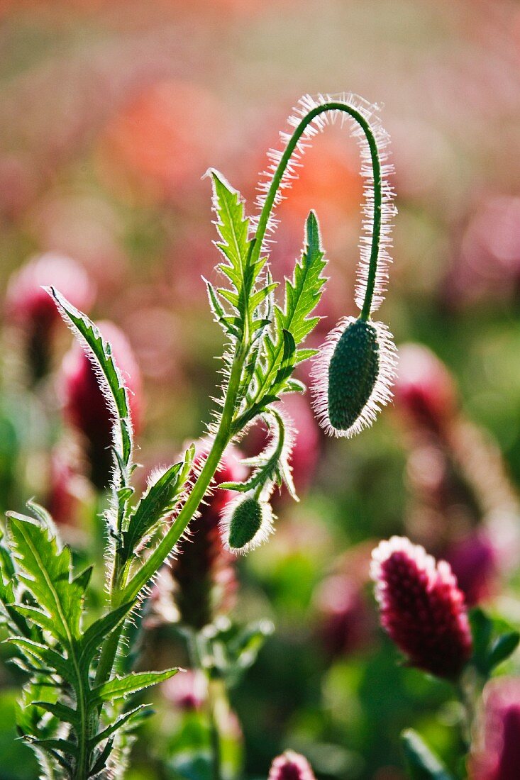 Poppy buds and wild flowers; Tuscany, Italy