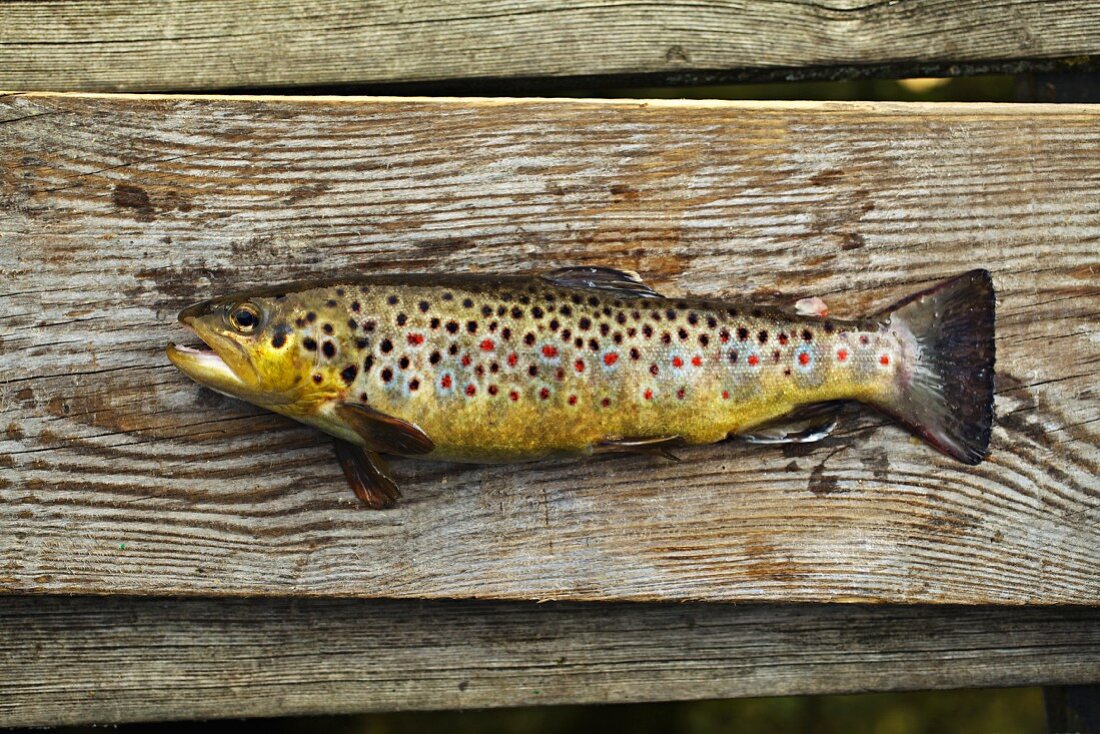 River trout on a wooden board