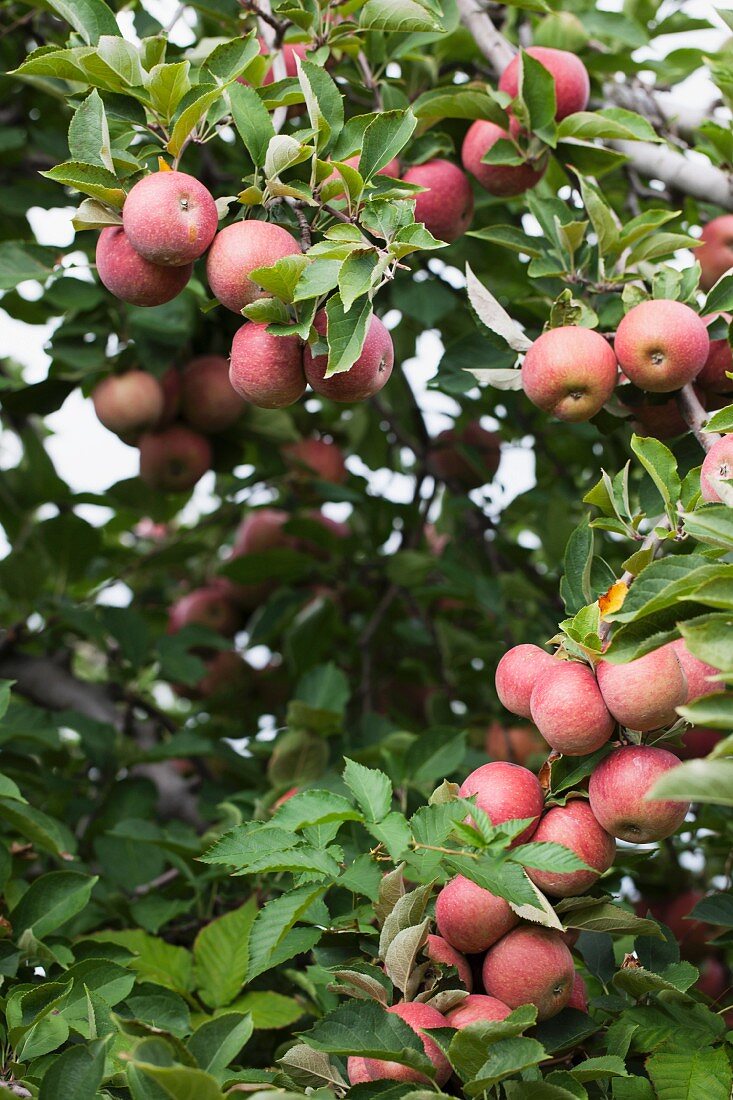 Ripe apples on the tree