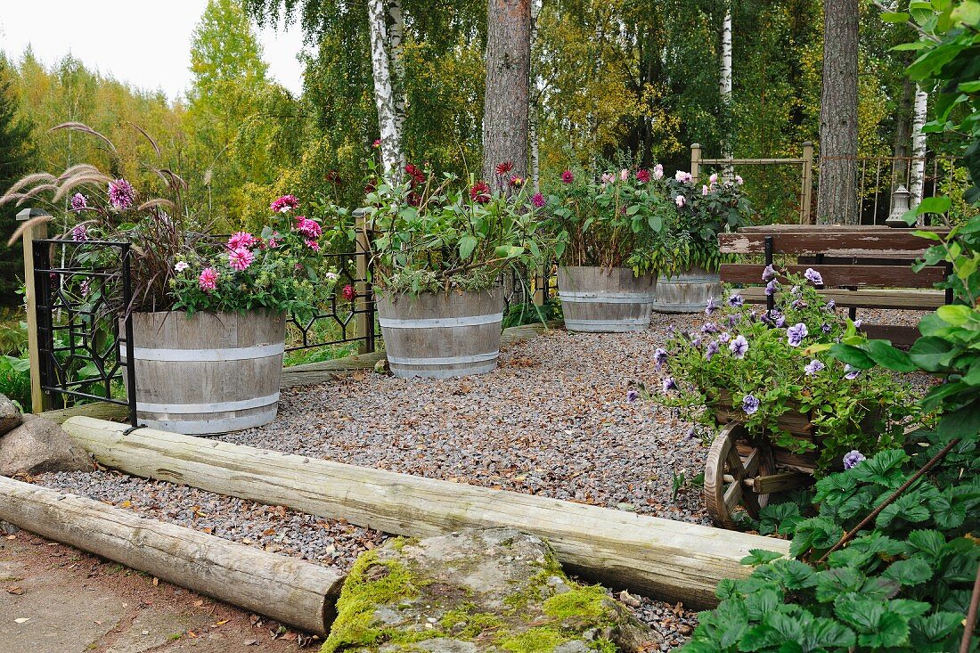 Flowering plants in half barrels and old wooden wheelbarrow on gravel terrace