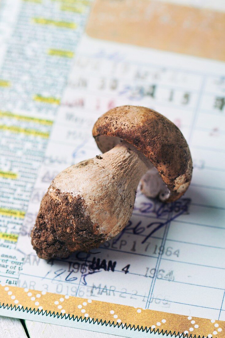 A fresh porcini mushroom on a newspaper