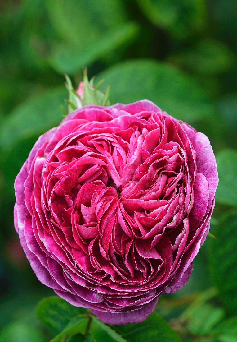 Portrait of a 'Mme Caroline Testout' (Rosa) at the Ca' delle Rose garden