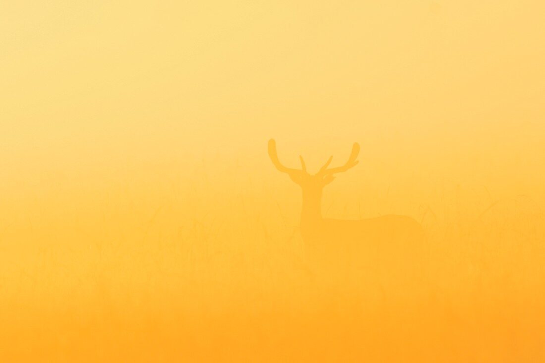 Damhirsch im Nebel bei Sonnenaufgang auf einem Feld