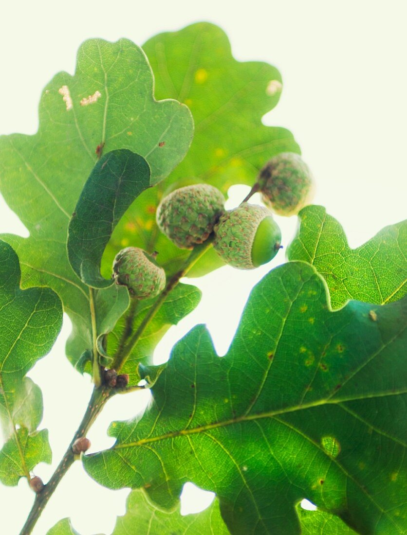 A close up of oak leaves and acorns
