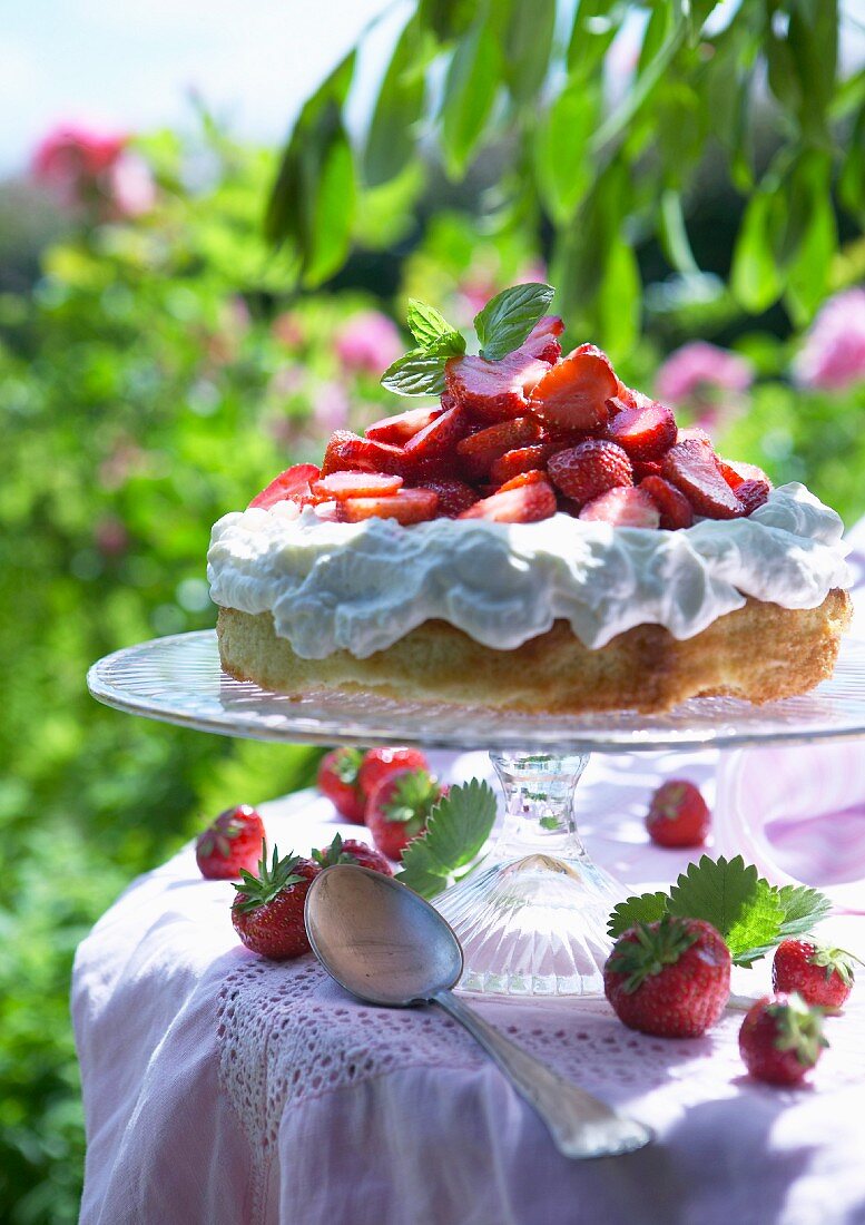 Sponge cake with cream and fresh strawberries
