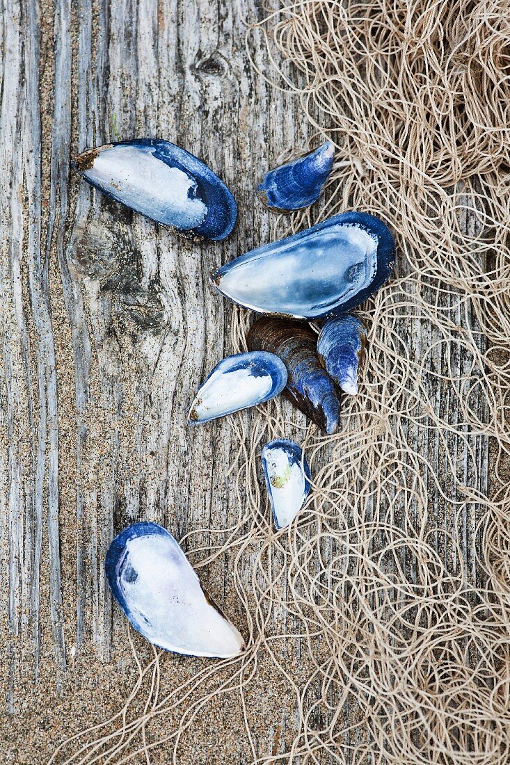 Shells and a fishing net on a rustic wooden surface