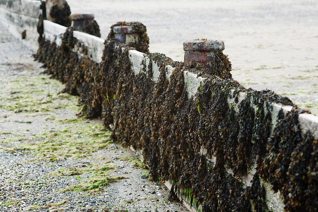 Bladderwrack seaweed on wooden planks