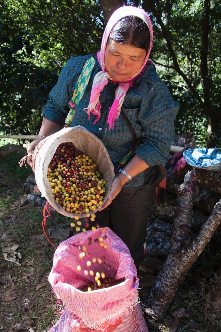 A woman pouring freshly picked coffee beans into a sack (Thailand)