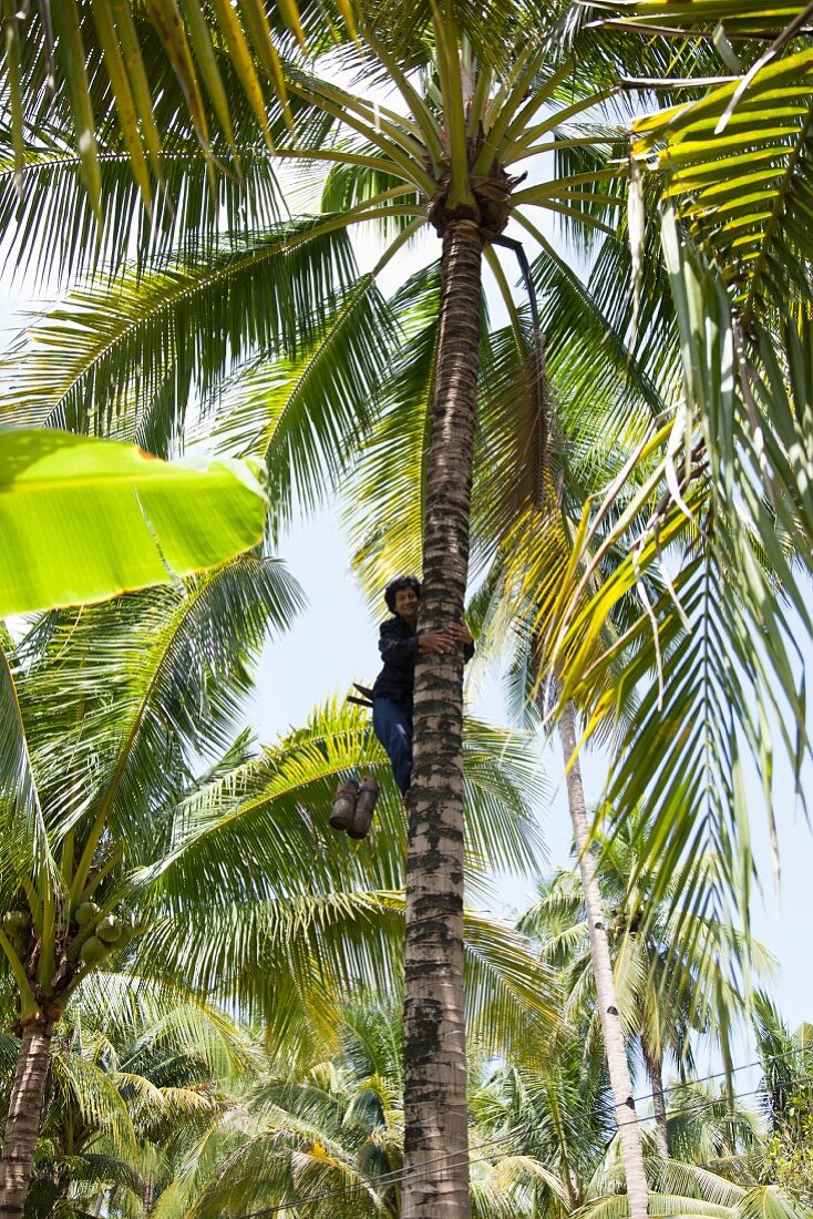 Coconut being picked