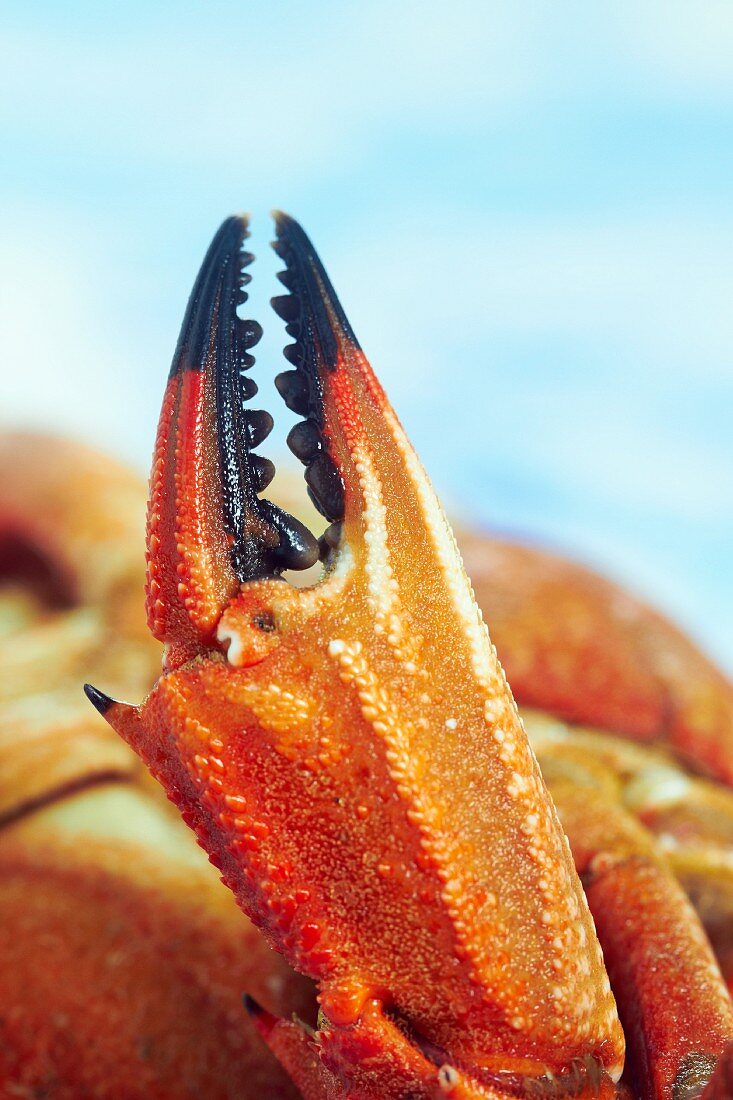 A crab claw (close-up)