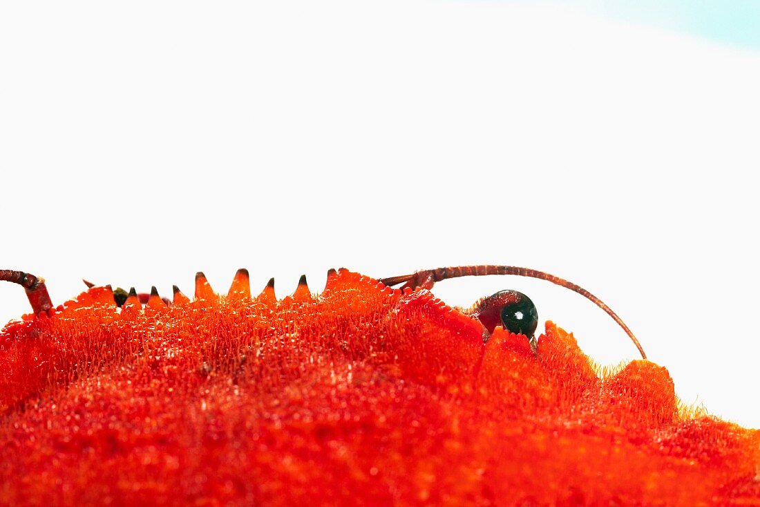 A crab (detail)