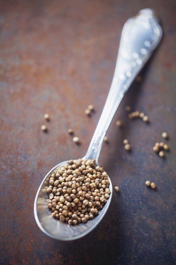Coriander seeds on a silver spoon on a metal surface