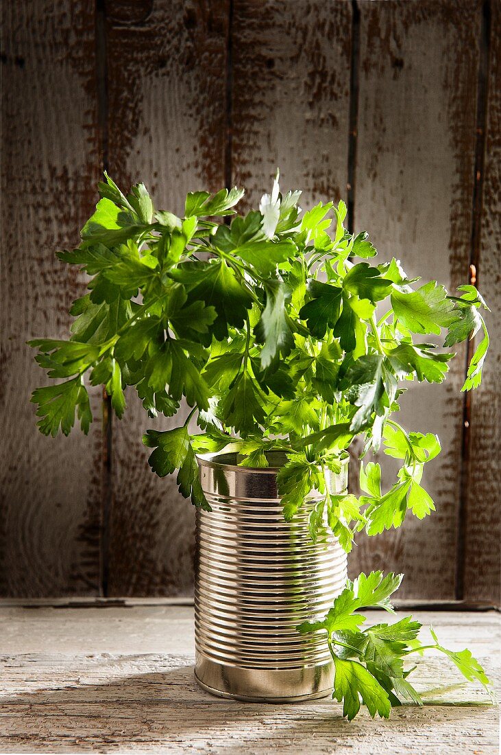 Fresh parsley in a tin can