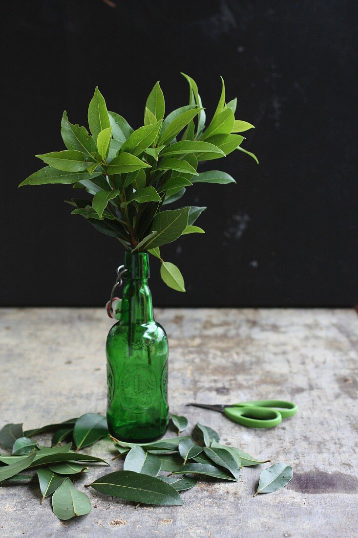 Bay leaves in a green bottle