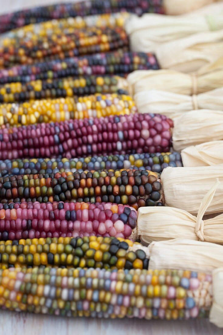 Various coloured corncobs