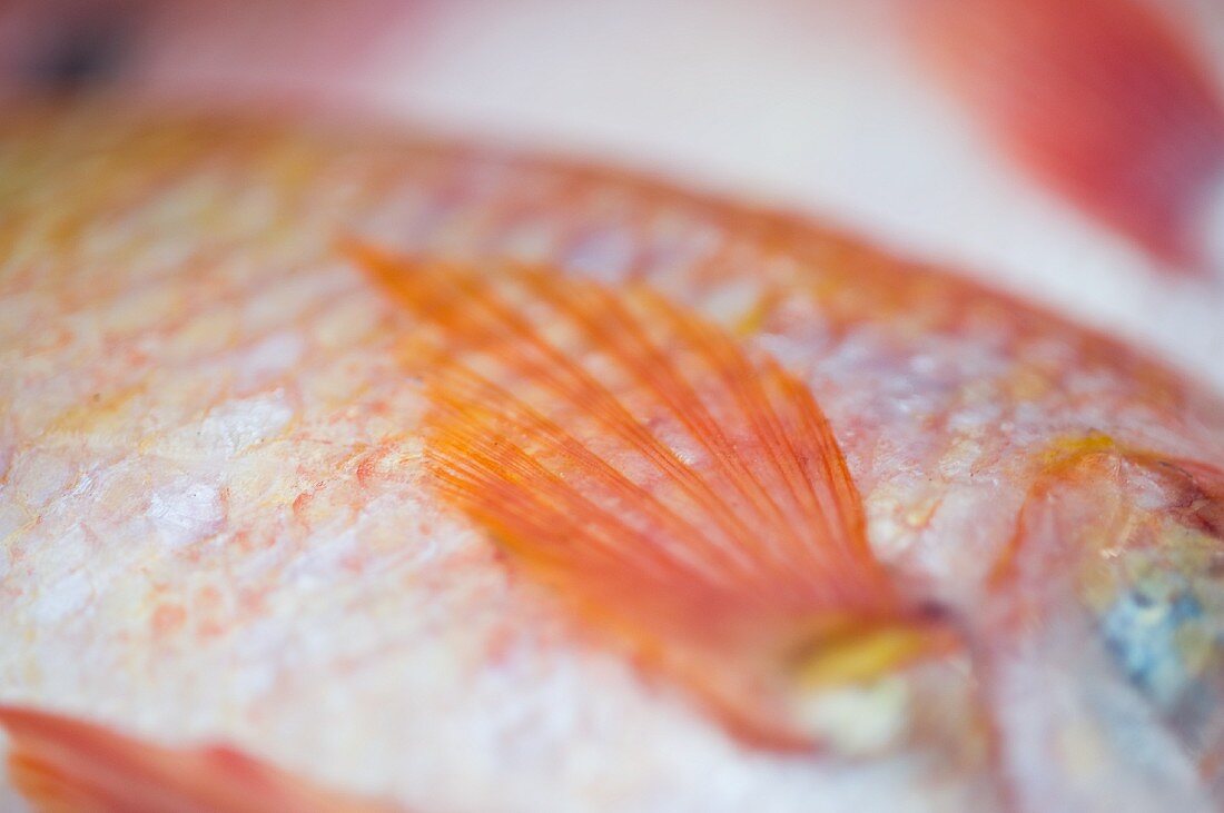 Red Snapper (Detail) auf einen Fischmarkt in Bangkok, Thailand