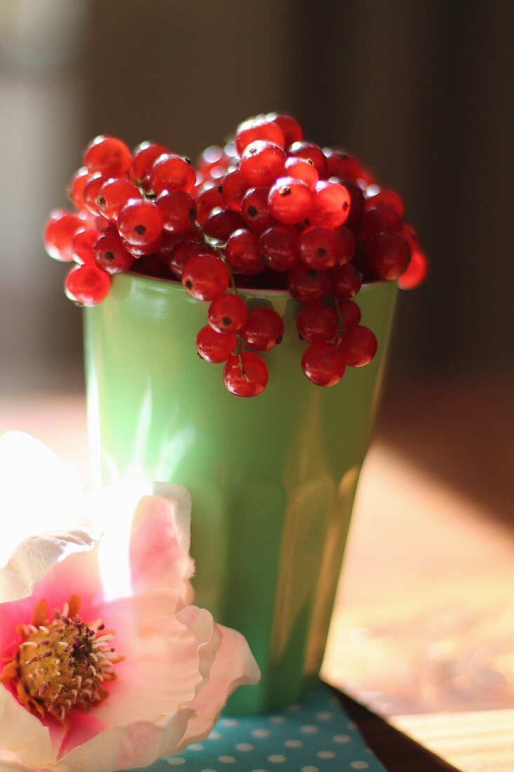 Fresh redcurrants in a cup