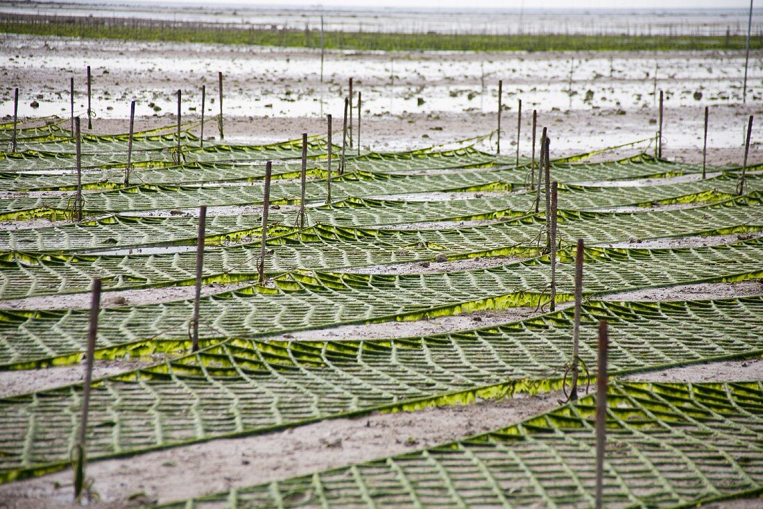 Algengärten auf der Insel Okinawa, Japan